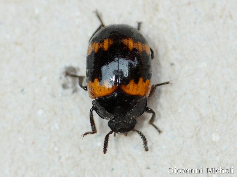 Tenebrionidae: Diaperis boleti